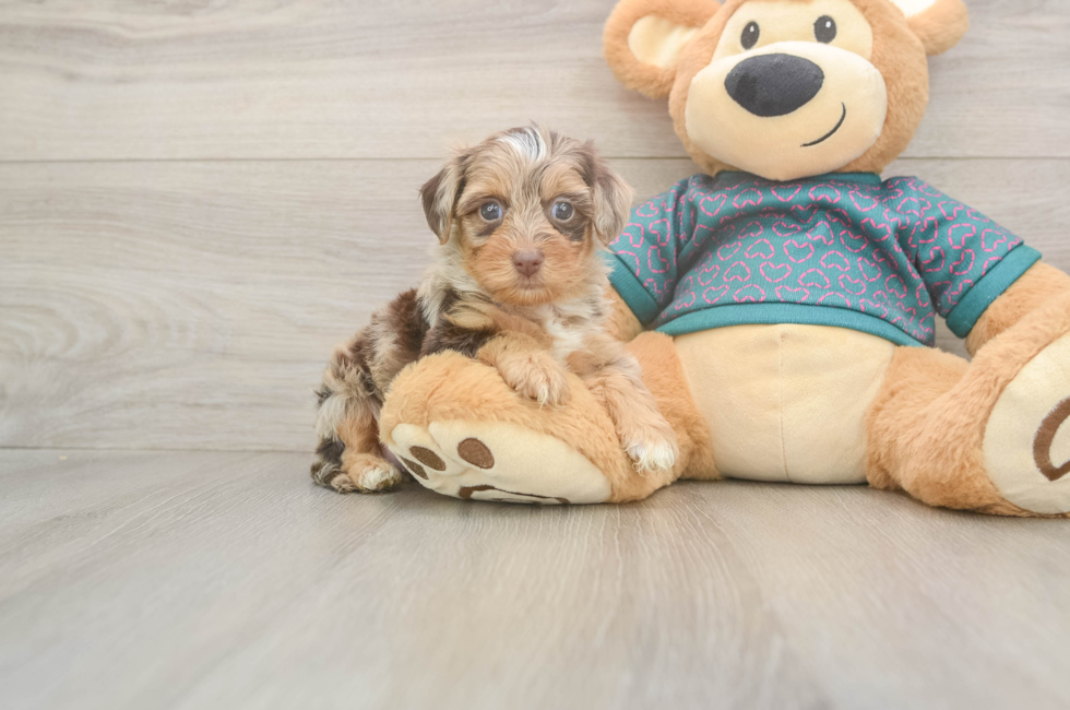 5 week old Yorkie Poo Puppy For Sale - Florida Fur Babies