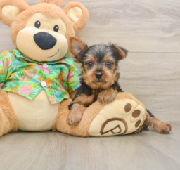 8 week old Yorkshire Terrier Puppy For Sale - Florida Fur Babies