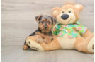 Happy Yorkie Mix Puppy