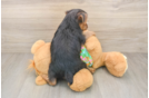 Energetic Yorkie Mix Puppy
