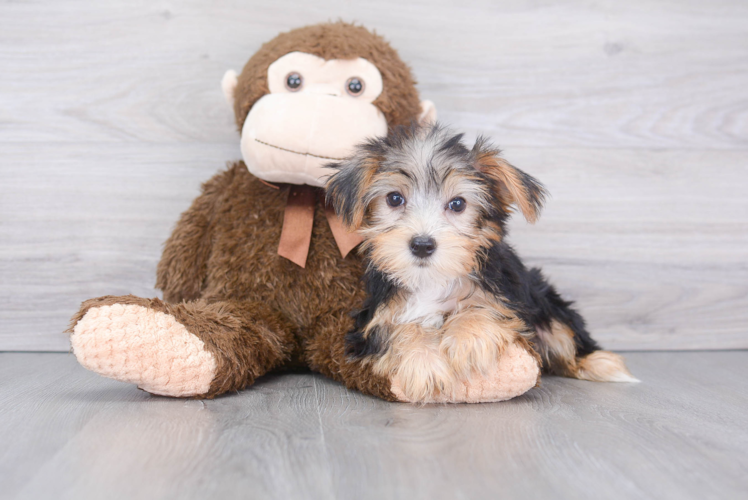 Fluffy Yorkie Purebred Puppy