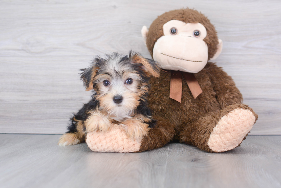 Funny Yorkshire Terrier Purebred Pup