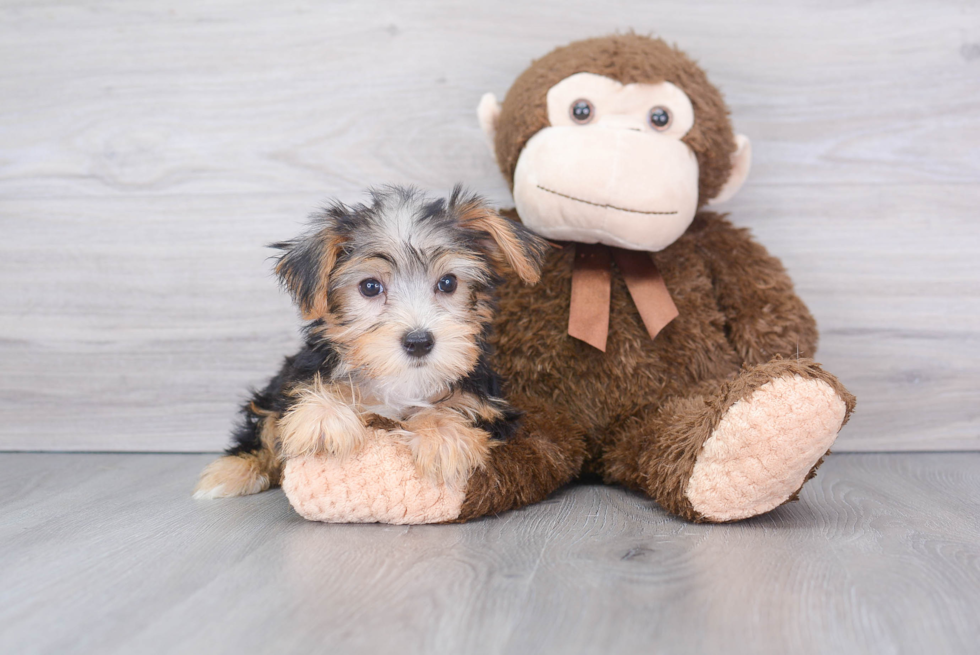 Best Yorkshire Terrier Baby