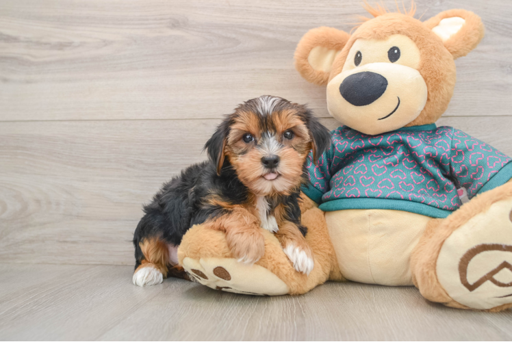 Best Yorkshire Terrier Baby