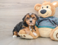 9 week old Yorkshire Terrier Puppy For Sale - Florida Fur Babies