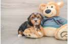 Best Yorkshire Terrier Baby