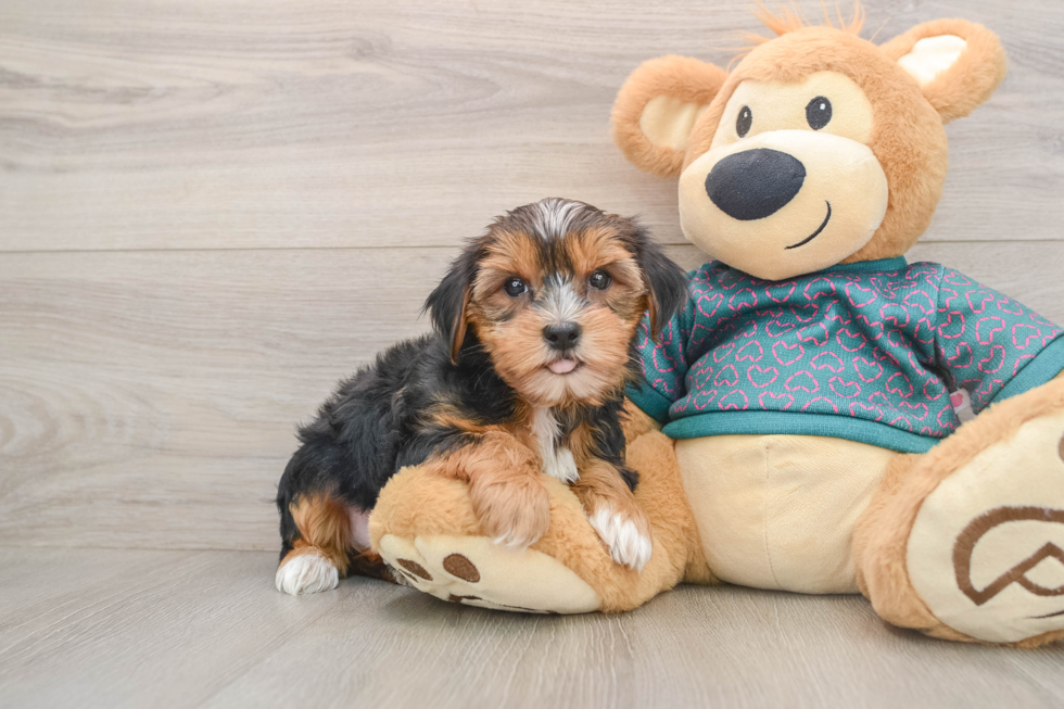 Best Yorkshire Terrier Baby