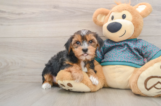 Best Yorkshire Terrier Baby