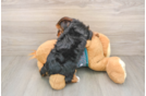 Yorkshire Terrier Pup Being Cute