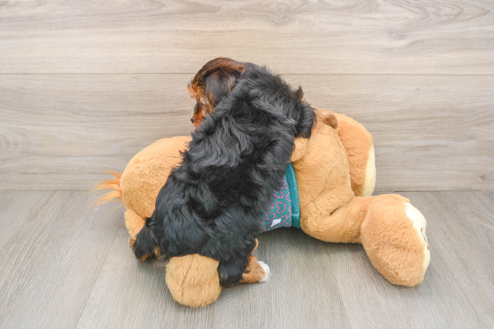 Yorkshire Terrier Pup Being Cute