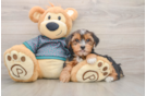 Yorkshire Terrier Pup Being Cute