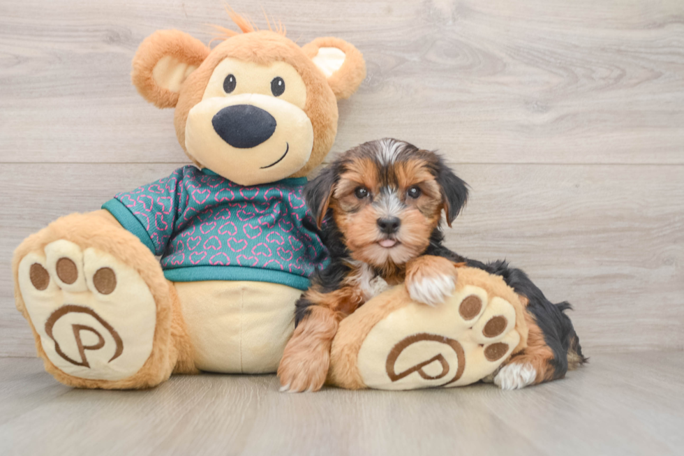 Yorkshire Terrier Pup Being Cute