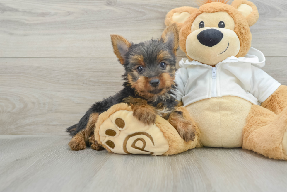 Yorkshire Terrier Pup Being Cute