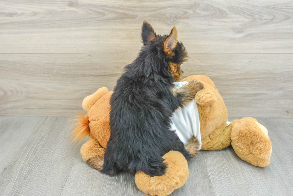 Yorkshire Terrier Puppy for Adoption
