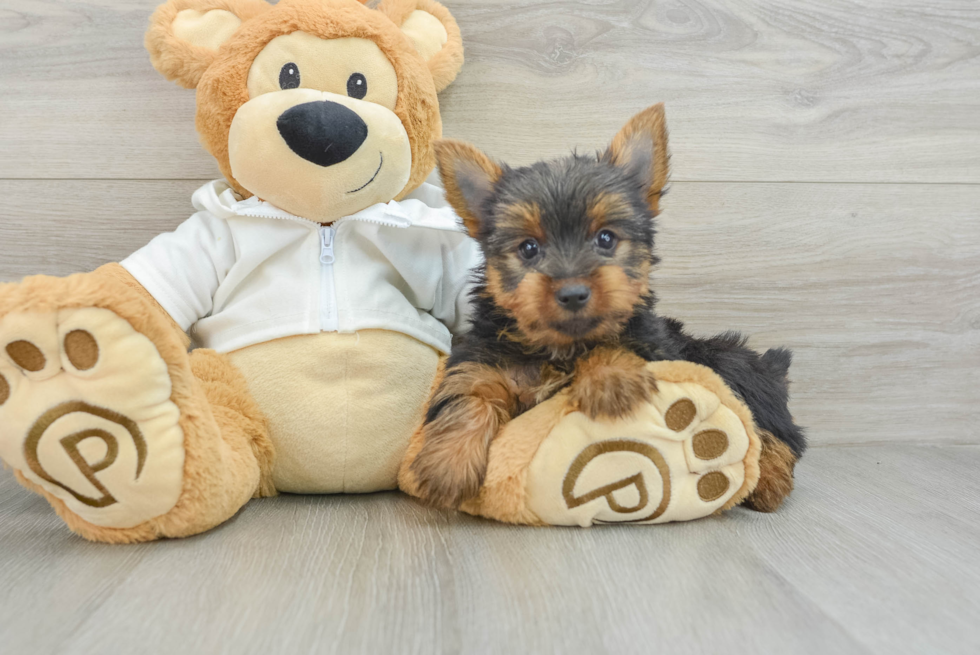 Yorkshire Terrier Puppy for Adoption