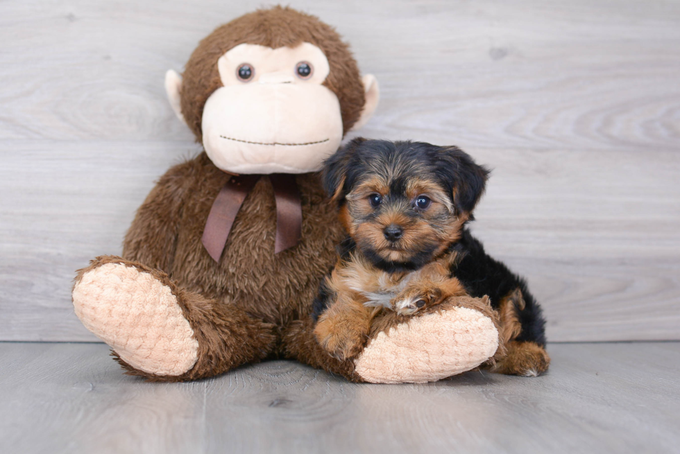Funny Yorkshire Terrier Purebred Pup