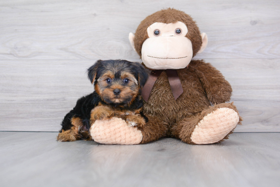 Popular Yorkshire Terrier Baby