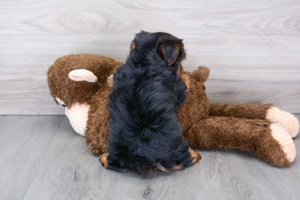 Best Yorkshire Terrier Baby