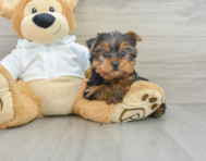 9 week old Yorkshire Terrier Puppy For Sale - Florida Fur Babies