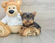 9 week old Yorkshire Terrier Puppy For Sale - Florida Fur Babies
