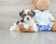11 week old Yorkshire Terrier Puppy For Sale - Florida Fur Babies