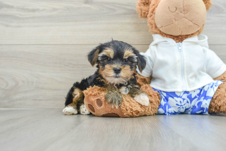 Hypoallergenic Yorkshire Terrier Baby