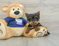 8 week old Yorkshire Terrier Puppy For Sale - Florida Fur Babies