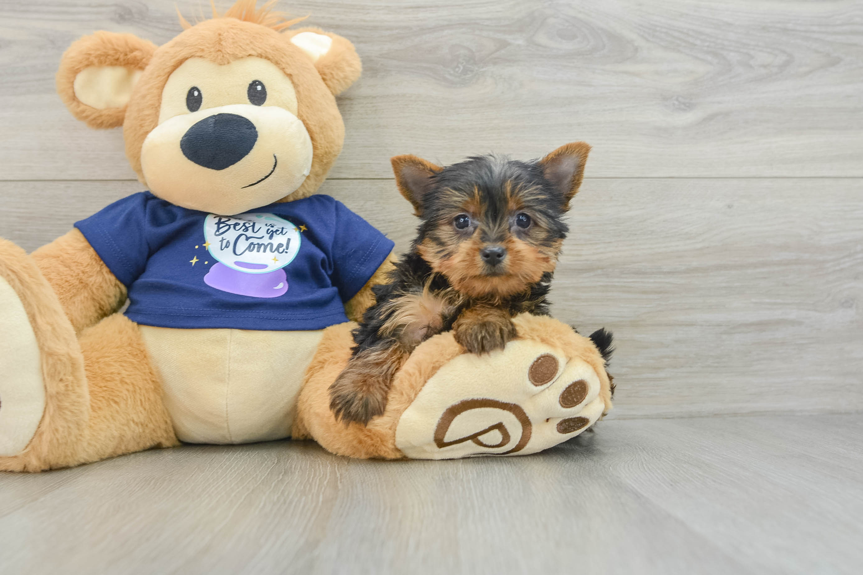 Pedigree yorkie puppies for sale hotsell