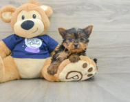 8 week old Yorkshire Terrier Puppy For Sale - Florida Fur Babies