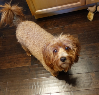 Bear Cavapoo puppy Bear Cavapoo puppy