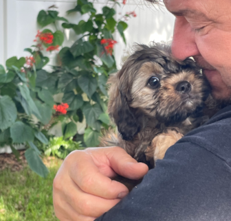 Ellis now Asher. Cavapoo puppy Ellis now Asher. Cavapoo puppy