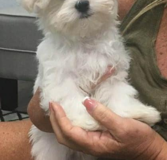 Tucker Maltese puppy Tucker Maltese puppy