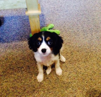 Sierra Cavalier King Charles Spaniel puppy Sierra Cavalier King Charles Spaniel puppy