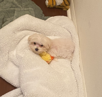 Bunny Maltese puppy Bunny Maltese puppy