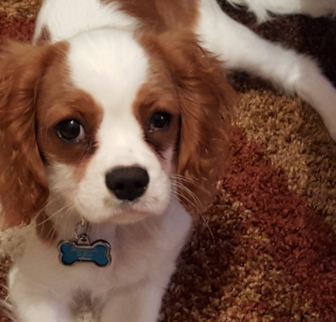 Johnny Cavalier King Charles Spaniel puppy Johnny Cavalier King Charles Spaniel puppy