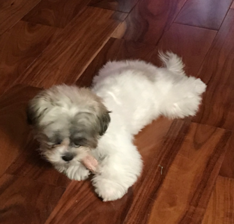 Patches Teddy Bear puppy Patches Teddy Bear puppy