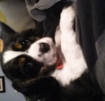 Riley (formerly Charles) Cavalier King Charles Spaniel puppy Riley (formerly Charles) Cavalier King Charles Spaniel puppy