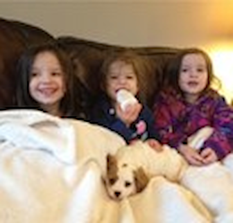Lexi Cavapoo puppy Lexi Cavapoo puppy