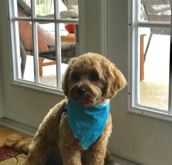 Otis Cavapoo puppy Otis Cavapoo puppy