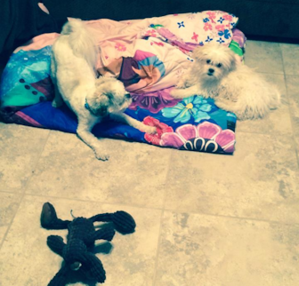 Baxter Teddy Bear puppy Baxter Teddy Bear puppy