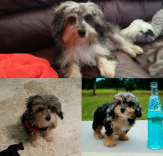 Ramsey Yorkie Poo puppy Ramsey Yorkie Poo puppy
