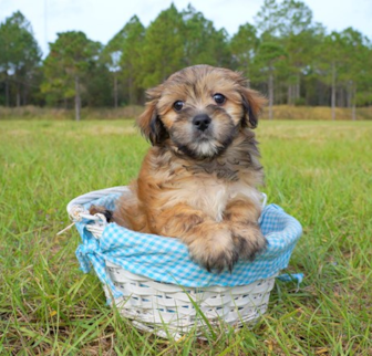 Timmy Morkie puppy Timmy Morkie puppy