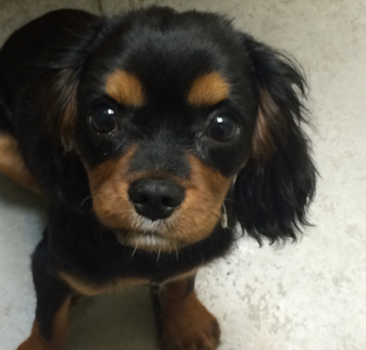 Buster (Changed from Clint) King Charles Spaniel puppy Buster (Changed from Clint) King Charles Spaniel puppy