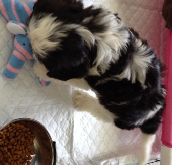 Baxter Teddy Bear puppy Baxter Teddy Bear puppy