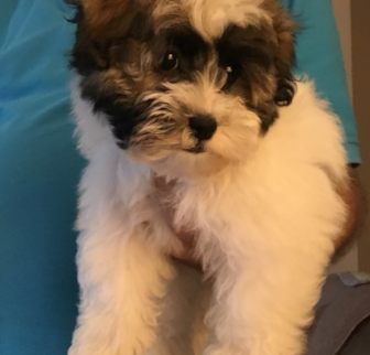 Jake (was Bowser) Havanese puppy Jake (was Bowser) Havanese puppy