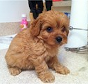 Clemente Cavapoo puppy Clemente Cavapoo puppy