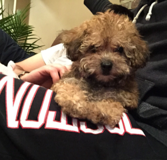 Stella Cavapoo puppy Stella Cavapoo puppy