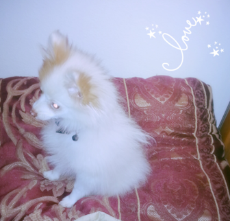Tabetha Pomeranian puppy Tabetha Pomeranian puppy