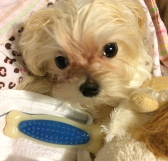 Noah Maltese puppy Noah Maltese puppy