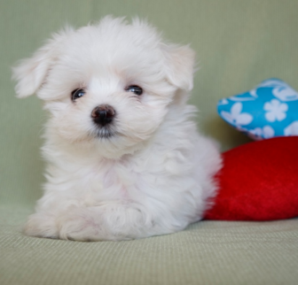 Lucy Maltese puppy Lucy Maltese puppy